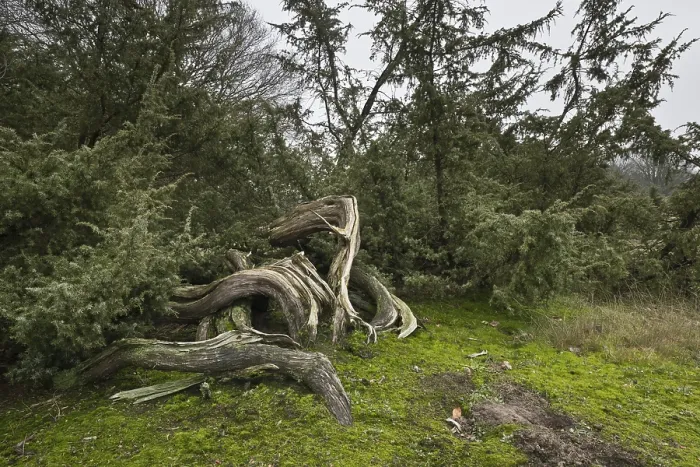 Gerahmter Druck : Alte Gemeine Wacholder (Juniperus communis)