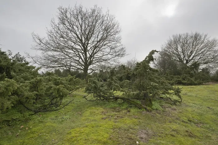 Gerahmter Druck : Alte Gemeine Wacholder (Juniperus communis) in Emsland, Niedersachsen, Deutschland Gerahmter Druck : Alte Gemeine Wacholder (Juniperus communis) in Emsland, Niedersachsen, Deutschland