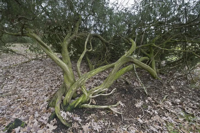 Gerahmter Druck : Alte Gemeine Wacholder (Juniperus communis) Gerahmter Druck : Alte Gemeine Wacholder (Juniperus communis)