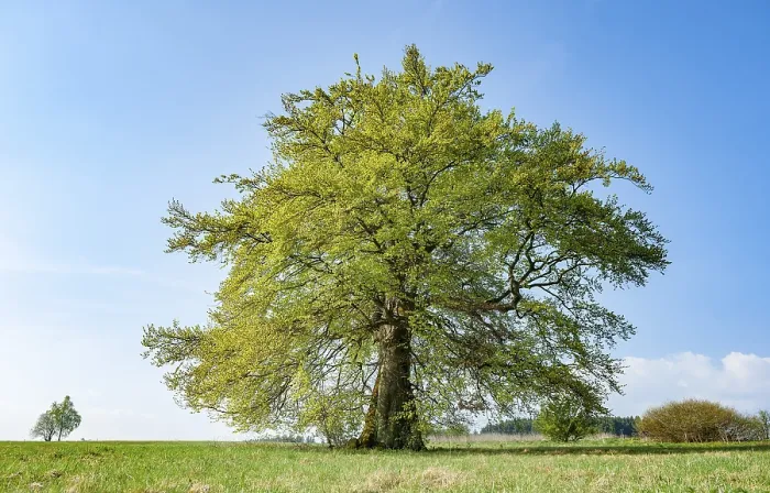 Gerahmter Druck : Alte Kupfer-Buche (Fagus sylvatica) Gerahmter Druck : Alte Kupfer-Buche (Fagus sylvatica)