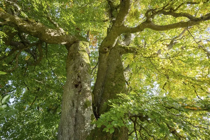 Gerahmter Druck : Alte Kupfer-Buche (Fagus sylvatica) Gerahmter Druck : Alte Kupfer-Buche (Fagus sylvatica)