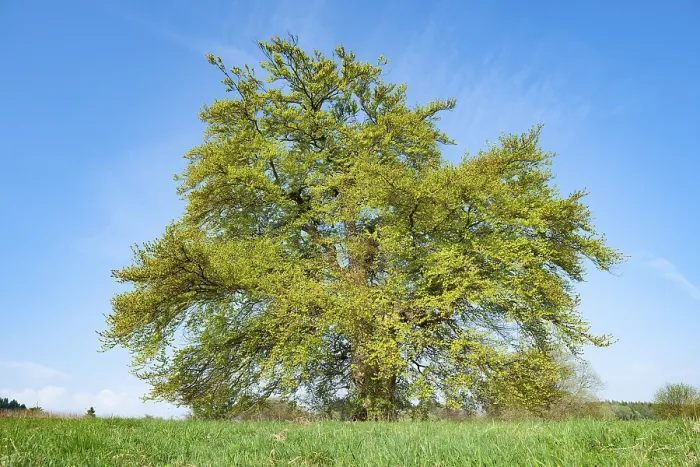 Gerahmter Druck : Alte Kupferbeere (Fagus sylvatica) in Thüringen, Deutschland Gerahmter Druck : Alte Kupferbeere (Fagus sylvatica) in Thüringen, Deutschland