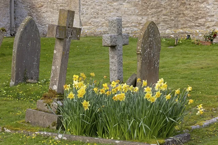 Gerahmter Druck : Alte Kreuze, Osterglocken, Friedhof. Gerahmter Druck : Alte Kreuze, Osterglocken, Friedhof.
