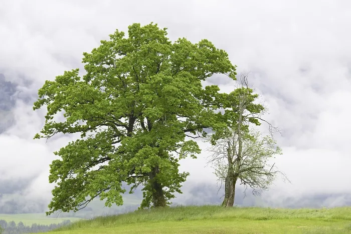 Gerahmter Druck : Alte Laubwälder in einem Bergwiesenplateau, Allgäuer Alpen, Bayern, Deutschland Gerahmter Druck : Alte Laubwälder in einem Bergwiesenplateau, Allgäuer Alpen, Bayern, Deutschland