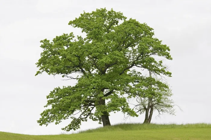 Gerahmter Druck : Alte Laubwälder auf einem Bergweide. Gerahmter Druck : Alte Laubwälder auf einem Bergweide.