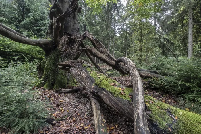 Gerahmter Druck : Alte sterbende Kupfer-Buche (Fagus sylvatica) Gerahmter Druck : Alte sterbende Kupfer-Buche (Fagus sylvatica)