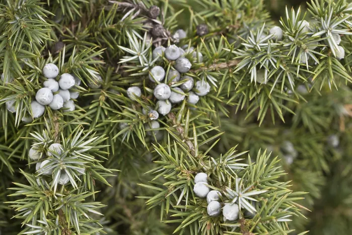 Gerahmter Druck : Alte Wacholder mit Gemeiner Wacholder (Juniperus communis) Gerahmter Druck : Alte Wacholder mit Gemeiner Wacholder (Juniperus communis)
