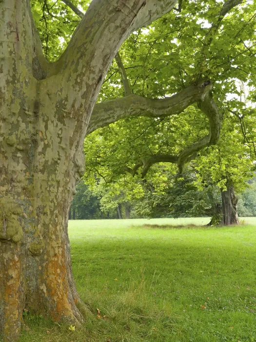 Gerahmter Druck : Alte große Platane (Platanus) Gerahmter Druck : Alte große Platane (Platanus)