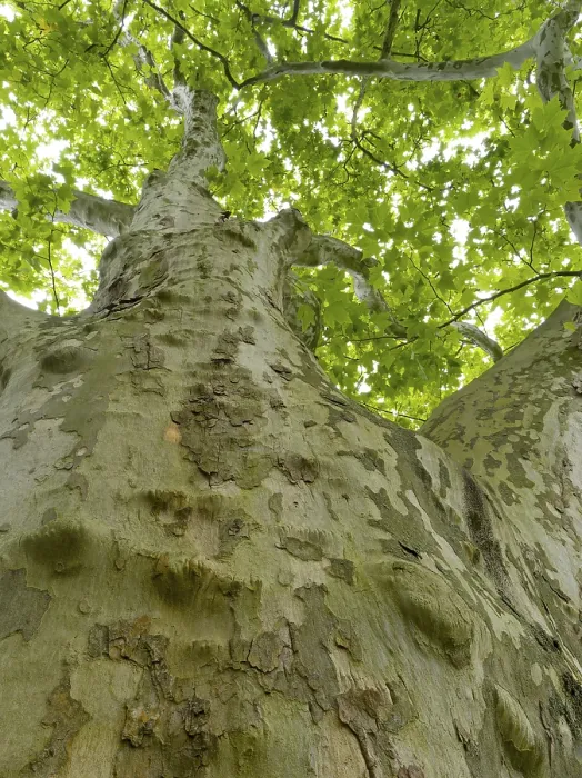 Gerahmter Druck : Alte große Platanenbaum (Platanus) Gerahmter Druck : Alte große Platanenbaum (Platanus)