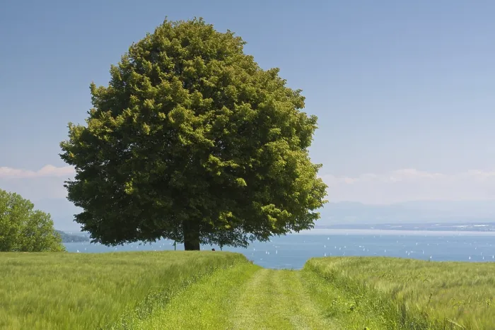 Gerahmter Druck : Alte Limetree am Bodensee. Gerahmter Druck : Alte Limetree am Bodensee.