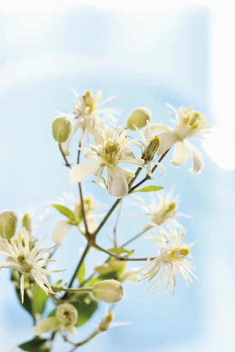 Gerahmter Druck : Altenmannskäppchen (Clematis) Gerahmter Druck : Altenmannskäppchen (Clematis)