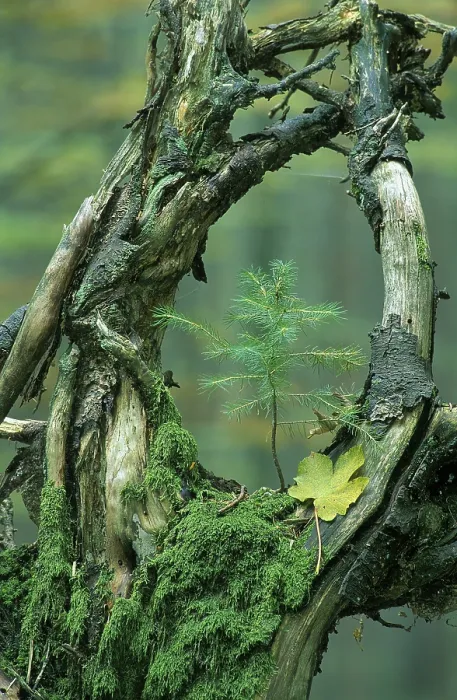 Gerahmter Druck : Alte moosbedeckte Äste mit jungen Baum. Gerahmter Druck : Alte moosbedeckte Äste mit jungen Baum.