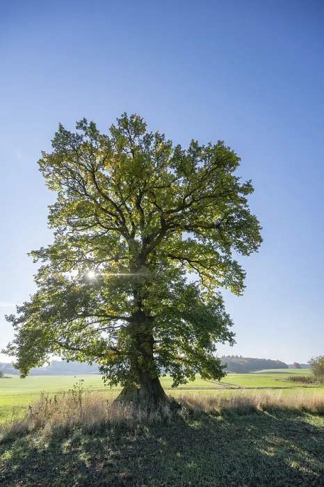 Gerahmter Druck : Altes Eichenbaum, (Quercus im Hintergrund). Gerahmter Druck : Altes Eichenbaum, (Quercus im Hintergrund).