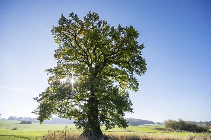Gerahmter Druck : Altes Eichenbaum, (Quercus im Hintergrund). Gerahmter Druck : Altes Eichenbaum, (Quercus im Hintergrund).