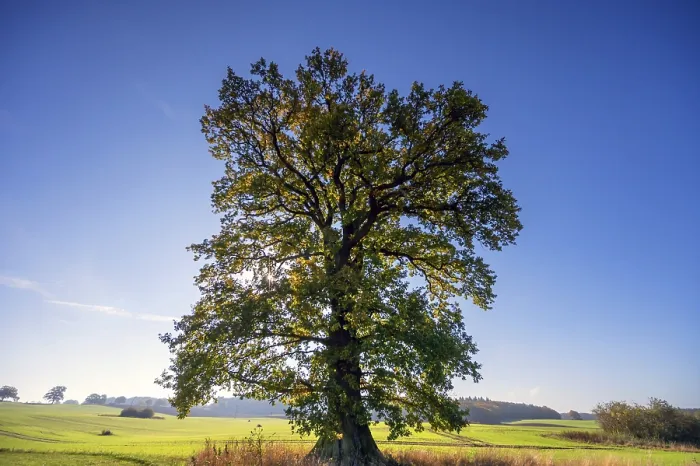 Gerahmter Druck : Altes Eichenbaum, (Quercus im Rücklicht) Gerahmter Druck : Altes Eichenbaum, (Quercus im Rücklicht)