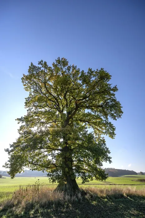 Gerahmter Druck : Altes Eichenbaum, (Quercus im Hintergrund). Gerahmter Druck : Altes Eichenbaum, (Quercus im Hintergrund).