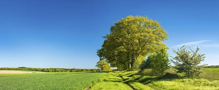 Gerahmter Druck : Alte Eichen säumen einen Feldweg durch grüne Felder im Frühling. Gerahmter Druck : Alte Eichen säumen einen Feldweg durch grüne Felder im Frühling.