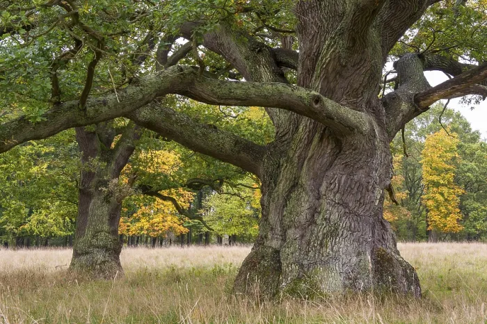 Gerahmter Druck : Alte Eichen (Quercus) mit mächtigem Stamm. Gerahmter Druck : Alte Eichen (Quercus) mit mächtigem Stamm.