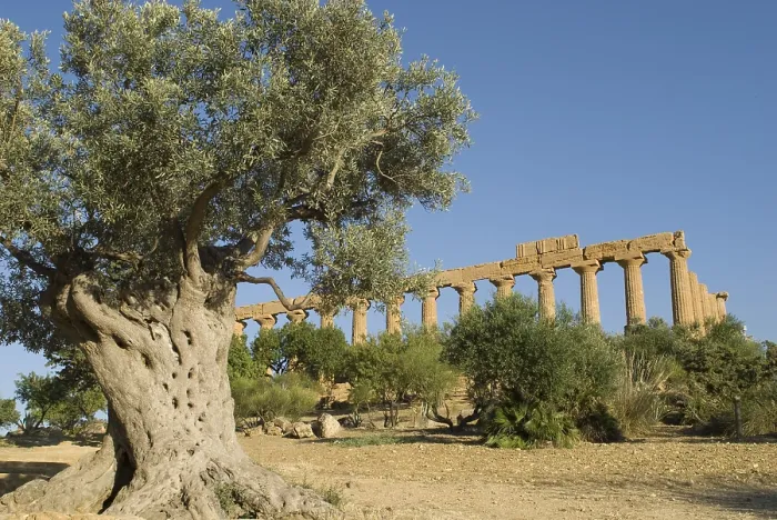 Gerahmter Druck : Alte Olivenbaum wächst vor dem Tempel der Hera.