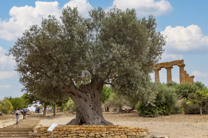Gerahmter Druck : Alte Olivenbaum im Tal der Tempel. Gerahmter Druck : Alte Olivenbaum im Tal der Tempel.