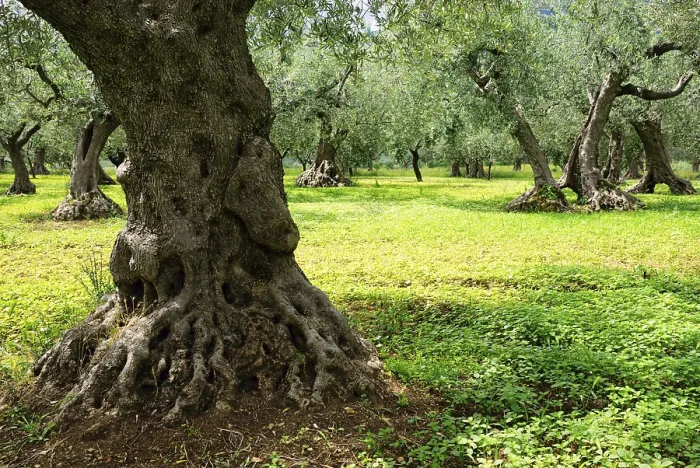 Gerahmter Druck : Alte Olivenbäume in einem Wiesengrund, Abruzzen. Gerahmter Druck : Alte Olivenbäume in einem Wiesengrund, Abruzzen.