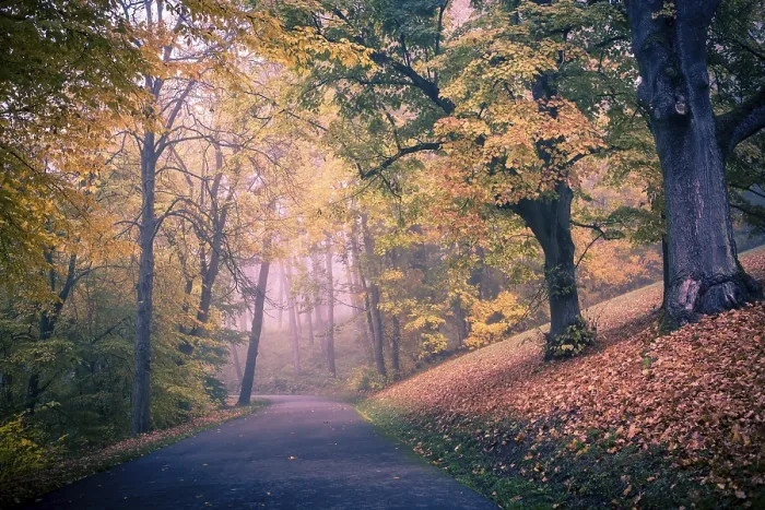 Gerahmter Druck : Altes Park in Herbst. Deutschland Gerahmter Druck : Altes Park in Herbst. Deutschland