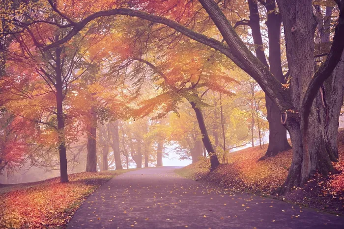 Gerahmter Druck : Altes Park in Herbst. Deutschland Gerahmter Druck : Altes Park in Herbst. Deutschland