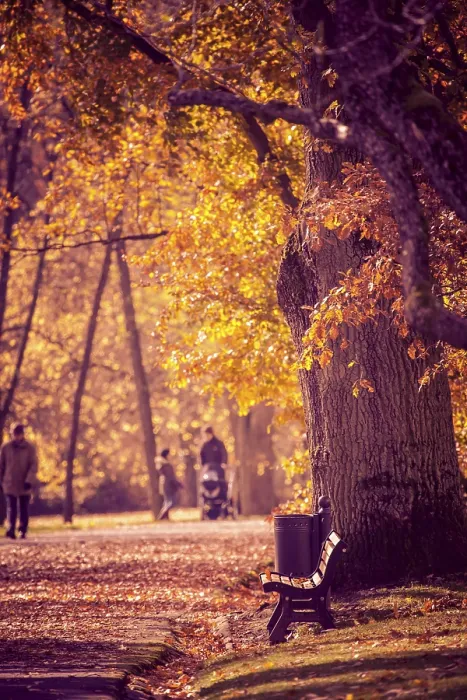 Gerahmter Druck : Altes Park in Herbst. Deutschland Gerahmter Druck : Altes Park in Herbst. Deutschland
