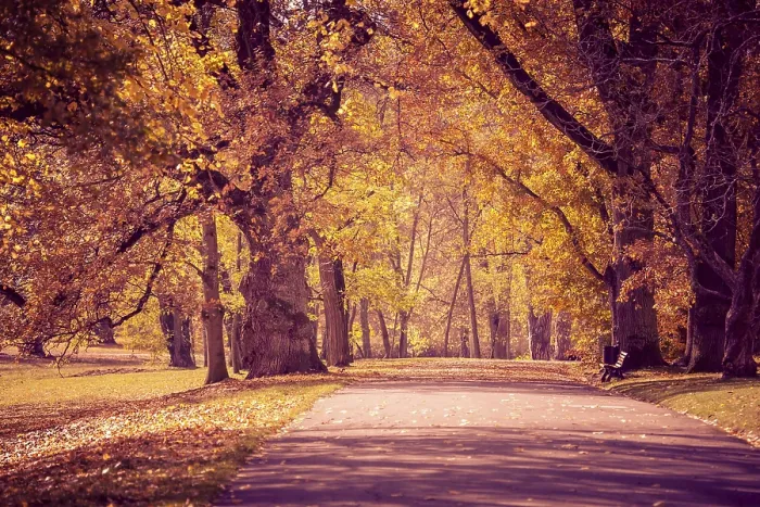Gerahmter Druck : Altes Park in Herbst. Deutschland Gerahmter Druck : Altes Park in Herbst. Deutschland