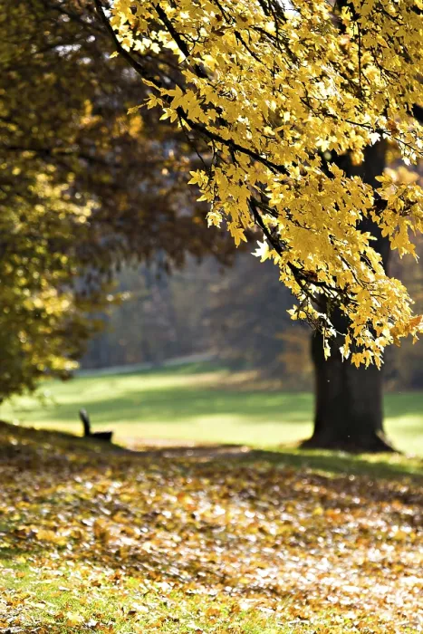 Gerahmter Druck : Altes Park in Herbst. Deutschland Gerahmter Druck : Altes Park in Herbst. Deutschland