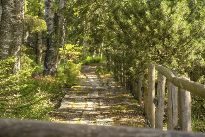 Gerahmter Druck : Alte Weg durch das Hochmoor. Gerahmter Druck : Alte Weg durch das Hochmoor.