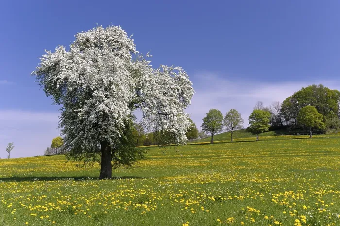 Gerahmter Druck : Alte Birnbaum in Löwenzahnpflege. Gerahmter Druck : Alte Birnbaum in Löwenzahnpflege.