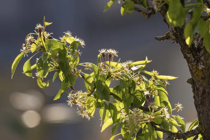Gerahmter Druck : Alte Birnbaum (Pyrus communis) Gerahmter Druck : Alte Birnbaum (Pyrus communis)