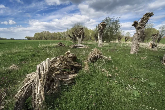 Gerahmter Druck : Alter Pollard-Weide auf dem Feld. Gerahmter Druck : Alter Pollard-Weide auf dem Feld.