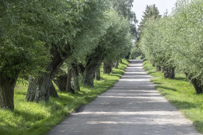 Gerahmter Druck : Alte gefällte Weide, Weide (Salix viminalis) Gerahmter Druck : Alte gefällte Weide, Weide (Salix viminalis)