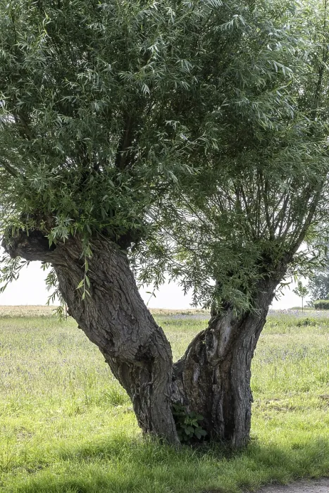 Gerahmter Druck : Alte geschnittene Weide, Weide (Salix viminalis) Gerahmter Druck : Alte geschnittene Weide, Weide (Salix viminalis)