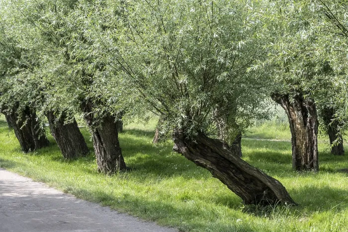 Gerahmter Druck : Alte, gestutzte Weide, Weide (Salix viminalis) Gerahmter Druck : Alte, gestutzte Weide, Weide (Salix viminalis)
