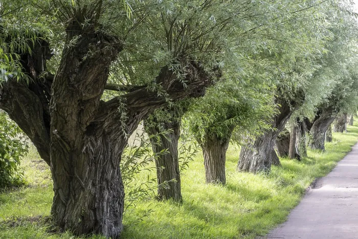 Gerahmter Druck : Alte geschnittene Weide, Weide (Salix viminalis) Gerahmter Druck : Alte geschnittene Weide, Weide (Salix viminalis)