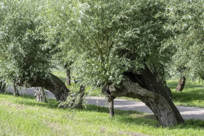 Gerahmter Druck : Alte, gestutzte Weide, Weide (Salix viminalis) Gerahmter Druck : Alte, gestutzte Weide, Weide (Salix viminalis)