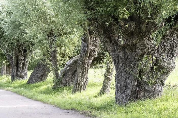 Gerahmter Druck : Alte, pollardierte Weide, Weide (Salix viminalis)