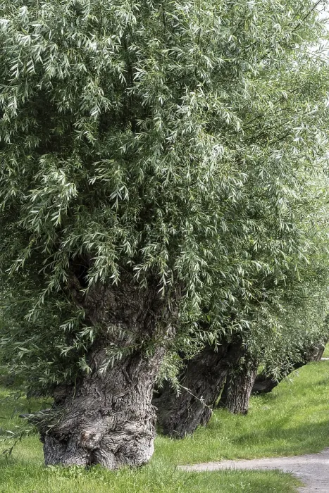 Gerahmter Druck : Alte geschnittene Weide, Weide (Salix viminalis) Gerahmter Druck : Alte geschnittene Weide, Weide (Salix viminalis)