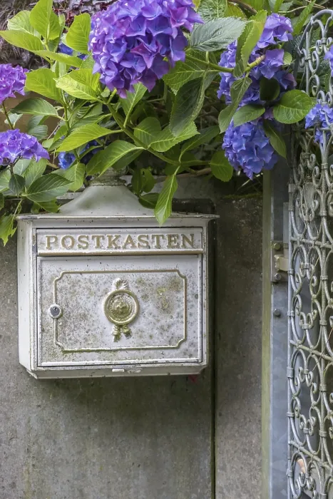 Gerahmter Druck : Ein alter Briefkasten an einer Wand, umgeben von blauen Hydrangeas. Gerahmter Druck : Ein alter Briefkasten an einer Wand, umgeben von blauen Hydrangeas.