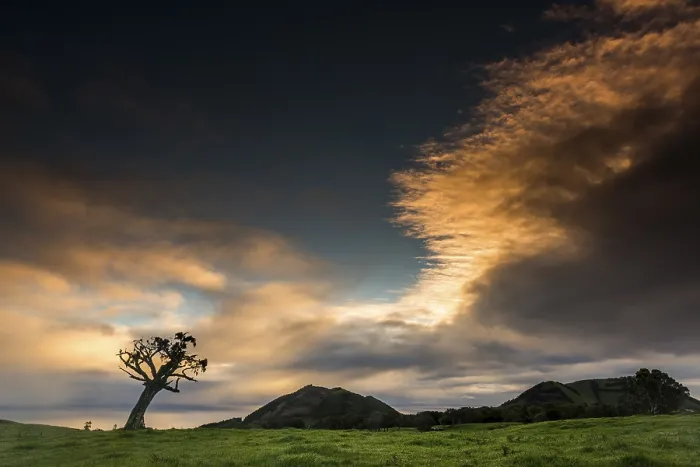 Gerahmter Druck : Altes Baum mit dramatischem Gewitterwolken. Gerahmter Druck : Altes Baum mit dramatischem Gewitterwolken.