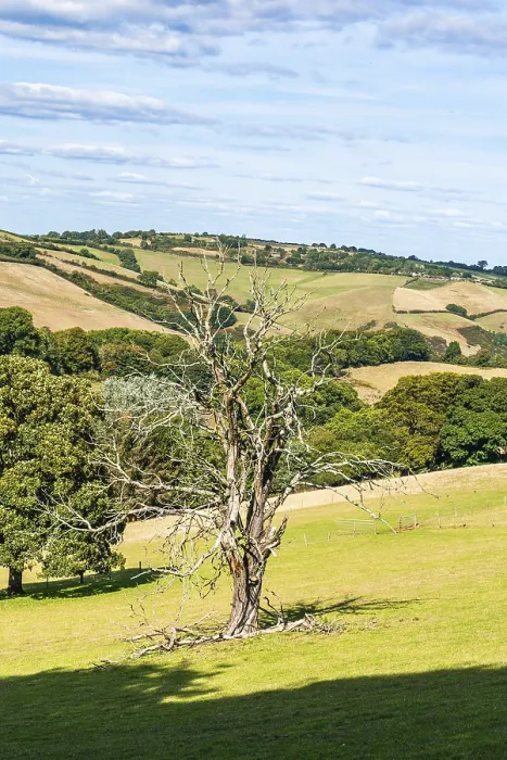 Gerahmter Druck : Altes Baum auf Bauernhöfen und Feldern, Devon. Gerahmter Druck : Altes Baum auf Bauernhöfen und Feldern, Devon.