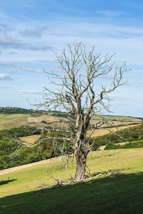 Gerahmter Druck : Altes Baum auf Bauernhöfen und Feldern, Devon. Gerahmter Druck : Altes Baum auf Bauernhöfen und Feldern, Devon.