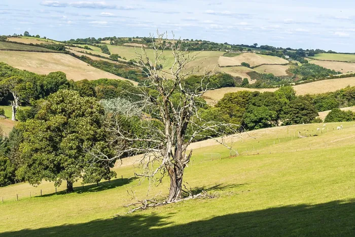 Gerahmter Druck : Altes Baum auf Bauernhöfen und Feldern, Devon. Gerahmter Druck : Altes Baum auf Bauernhöfen und Feldern, Devon.