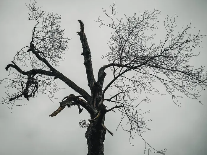 Gerahmter Druck : Ein sehr alter Baum in einer Wiese bei Dämmerung. Gerahmter Druck : Ein sehr alter Baum in einer Wiese bei Dämmerung.