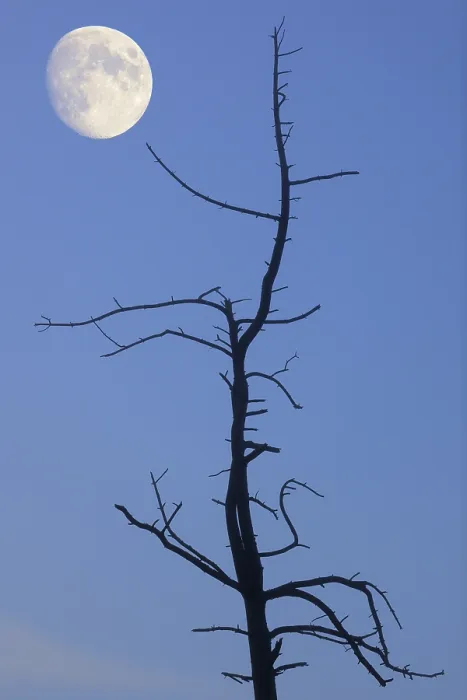 Gerahmter Druck : Altes Baum mit dem Mond, komponierend. Gerahmter Druck : Altes Baum mit dem Mond, komponierend.