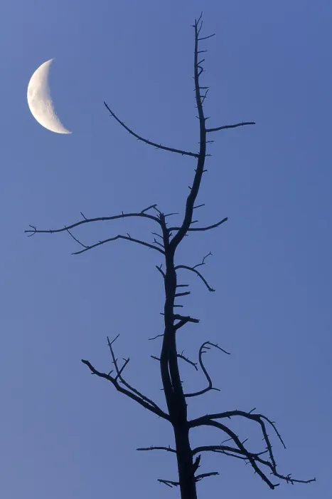Gerahmter Druck : Altes Baum mit dem Mond, komponierend. Gerahmter Druck : Altes Baum mit dem Mond, komponierend.