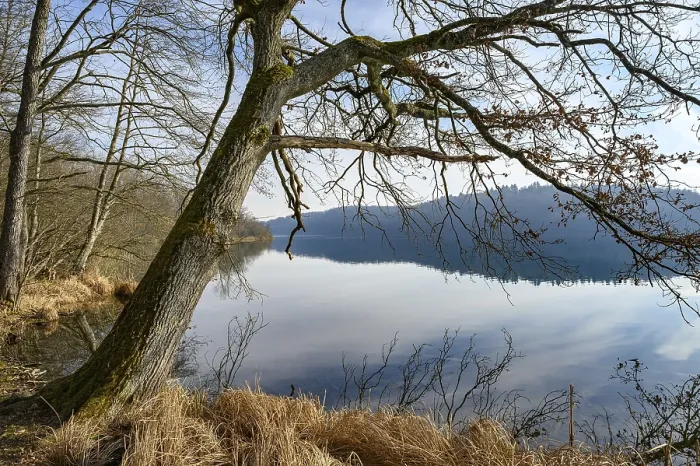 Gerahmter Druck : Altes Baum am Ufer des Mindelsees Gerahmter Druck : Altes Baum am Ufer des Mindelsees